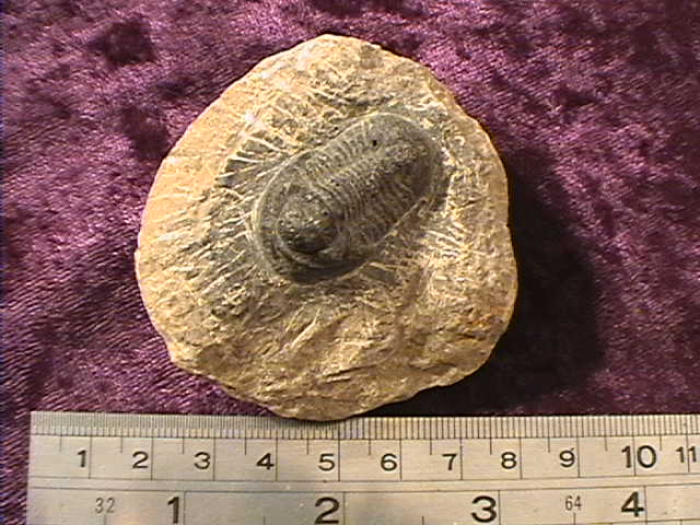 Fossil - Trilobite - Phacops - 25mm - Click Image to Close
